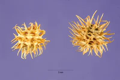 Medicago tornata
