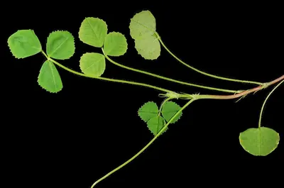 Medicago italica