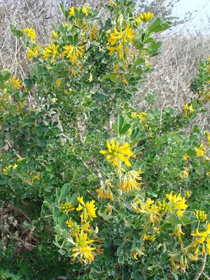 Moon trefoil