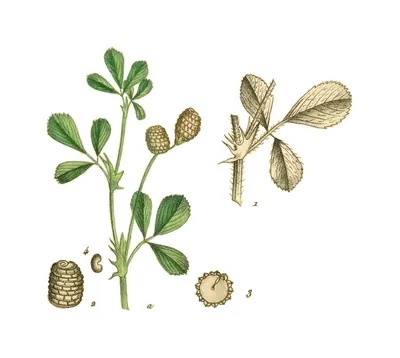 Southern medick