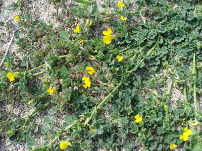 Water medick