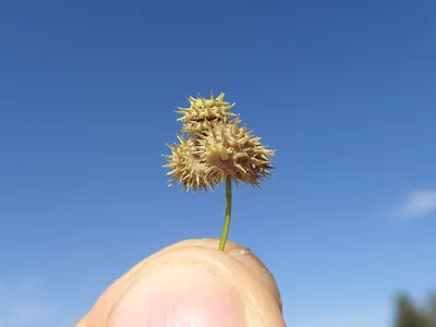 Toothed Medick