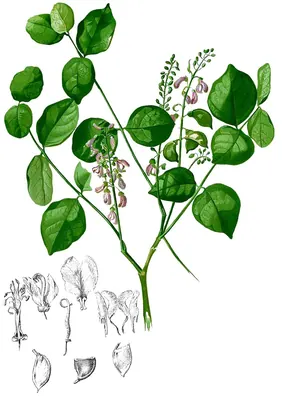Pongamia