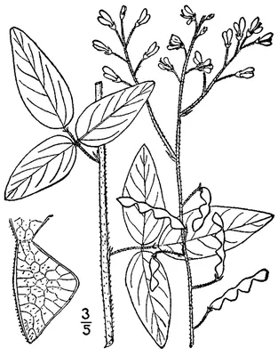Dillenius' ticktrefoil