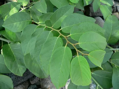 Coinvine