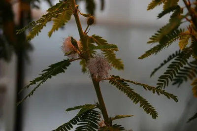 Mimosa polycarpa