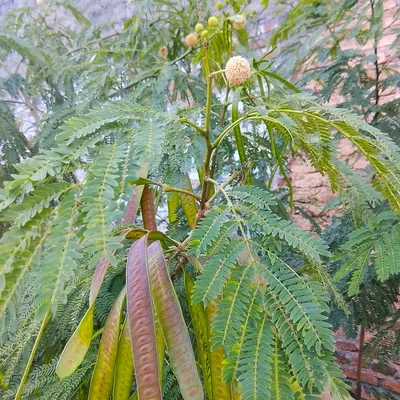White leadtree