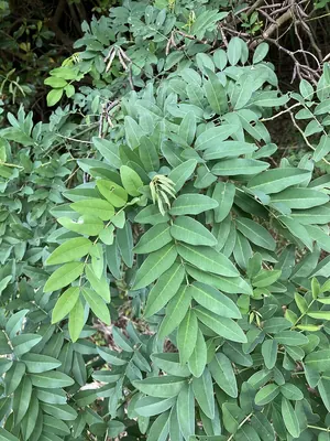 Zollinger's indigo