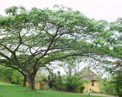 West African albizzia