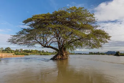 Rain tree