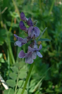Bush vetch