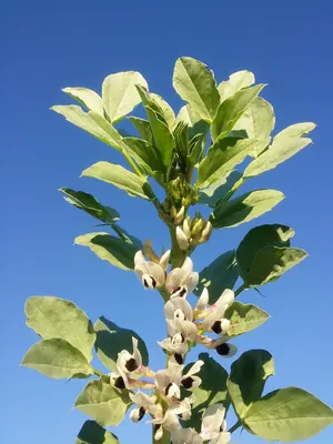 Broad Bean