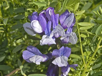 Vicia dumetorum
