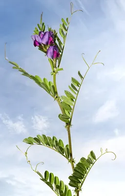 Garden vetch