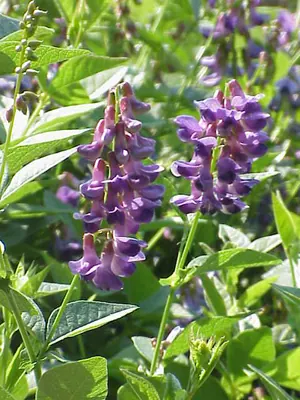Two-leaf vetch