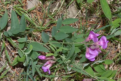 American vetch