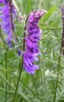 Blue vetch