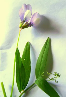 Bithynian vetch