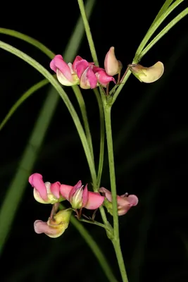 Dolichos angustifolius