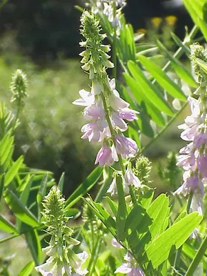 Goat's rue