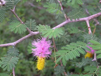 Sicklebush