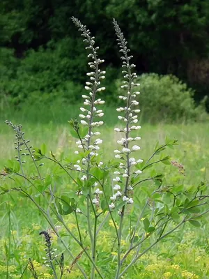 False Indigo