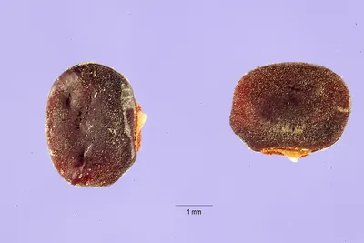 African yam bean