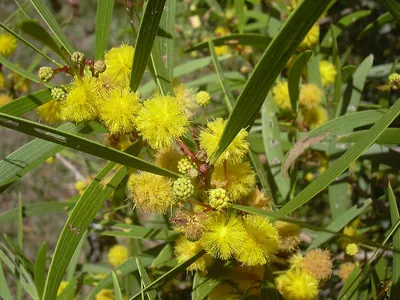 Small Philippine acacia