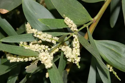 Sydney golden wattle