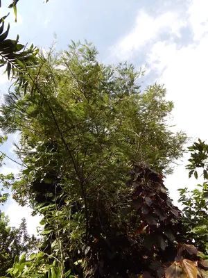 Acaciella angustissima