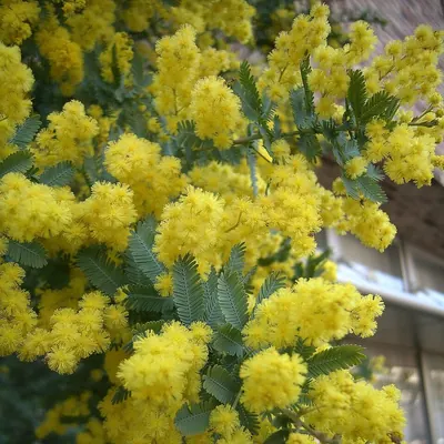 Cootamundra wattle