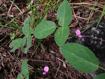 Downy milkpea