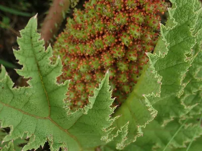 Chilean gunnera