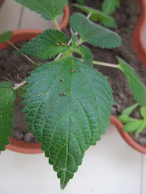 West Indian woodnettle
