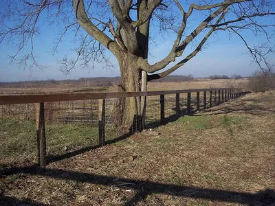 Common hackberry