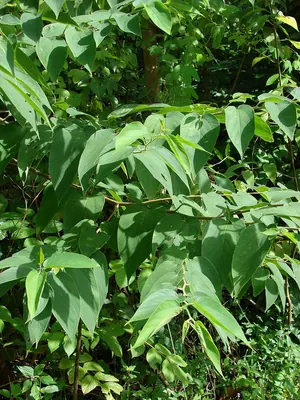 Oriental trema