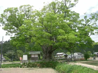 Japanese-elm
