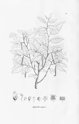 Dyer's mulberry
