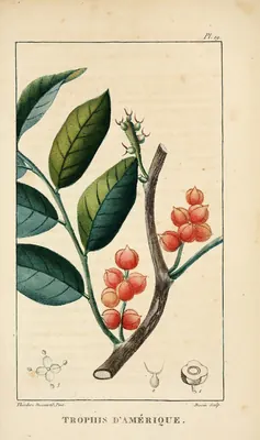 White ramoon