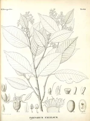 Parinari excelsa