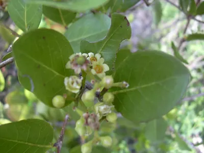 Coco Plant