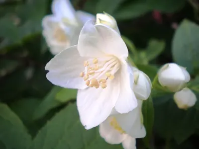 Sweet mock orange