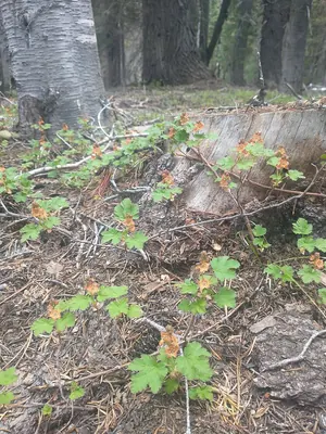 Crater Lake currant
