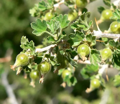 Desert gooseberry