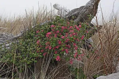 Red Flowering Currant