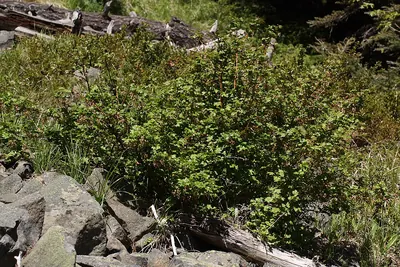 Prickly currant