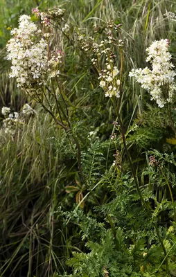 Dropwort