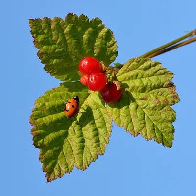 Stone bramble