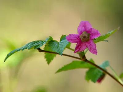 Salmonberry
