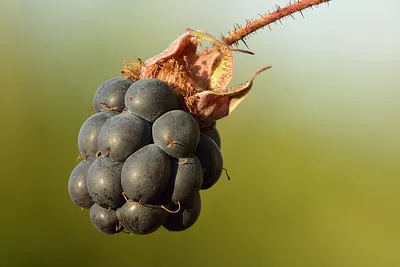 European dewberry
